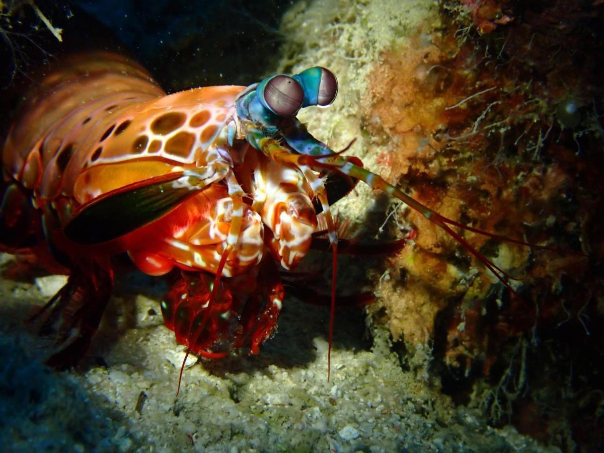 Alegria Dive Resort Екстериор снимка